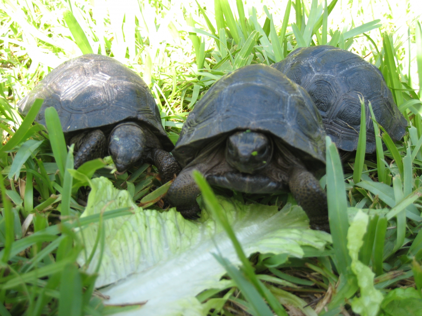 ALDABRA BREEDER