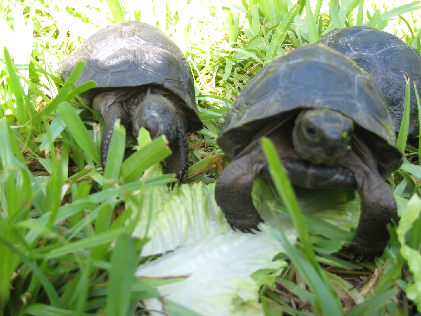ALDABRA BREEDER