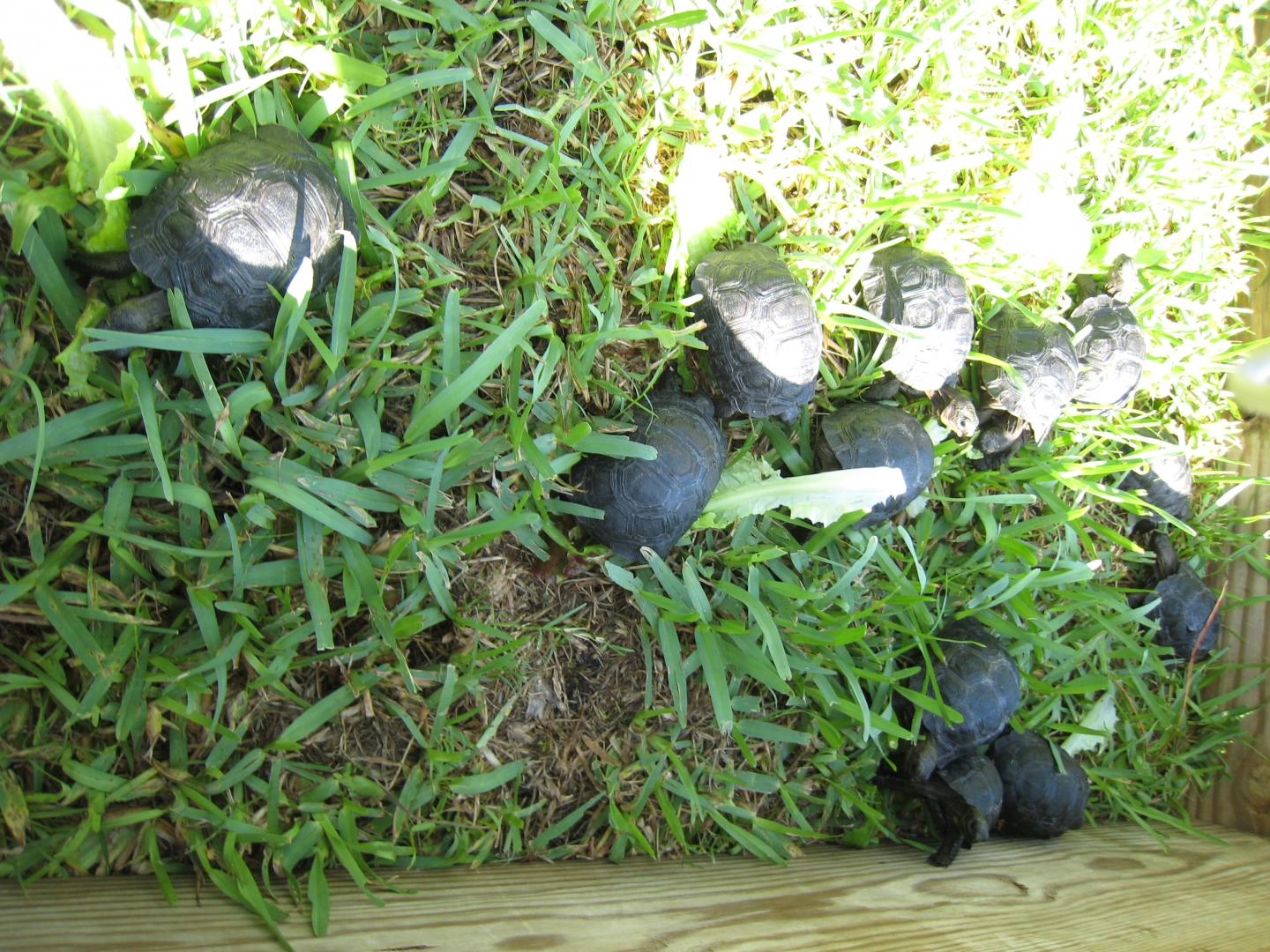 ALDABRA BREEDER