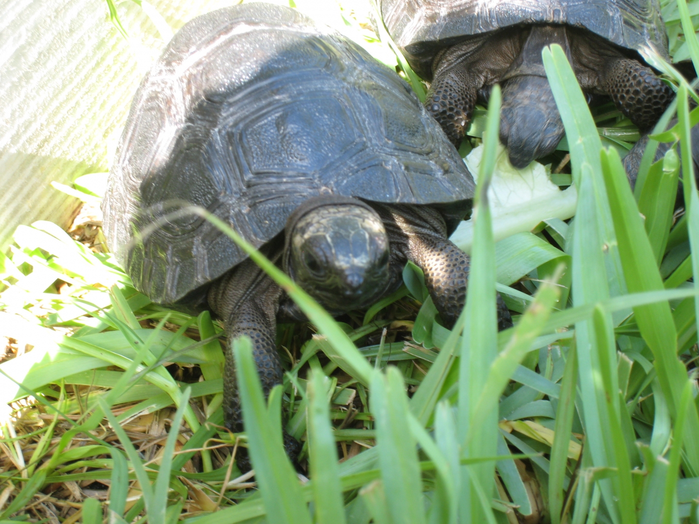 ALDABRA BREEDER
