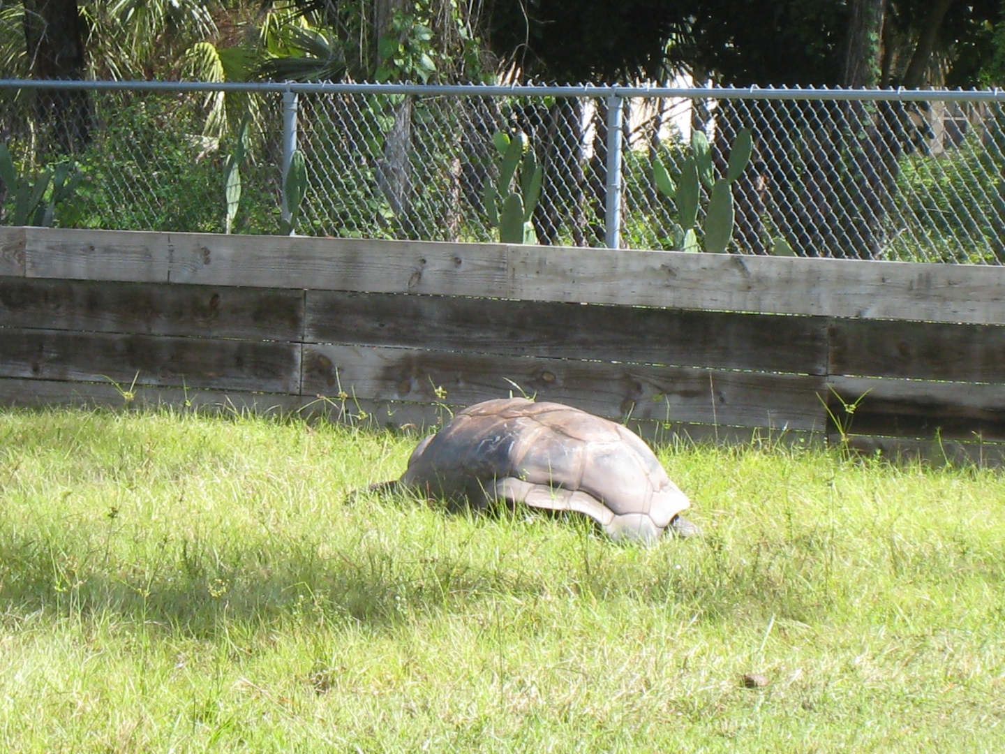 ALDABRA BREEDER
