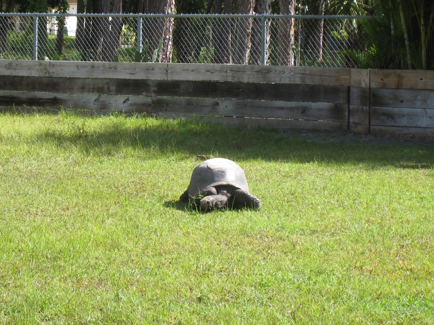 ALDABRA BREEDER