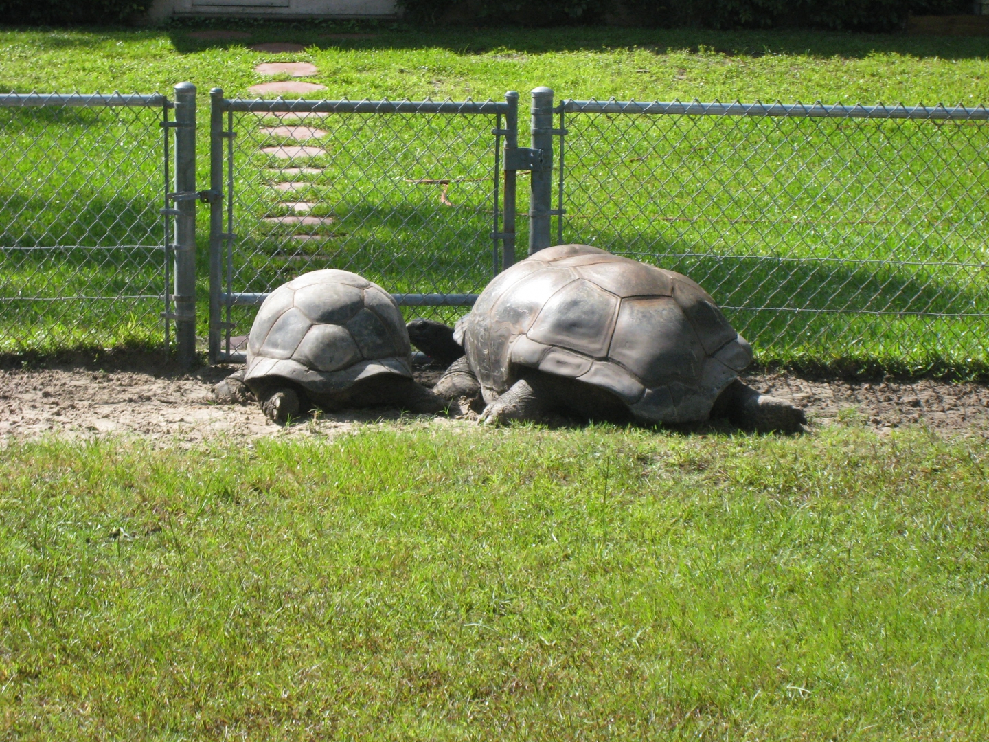 ALDABRA BREEDER