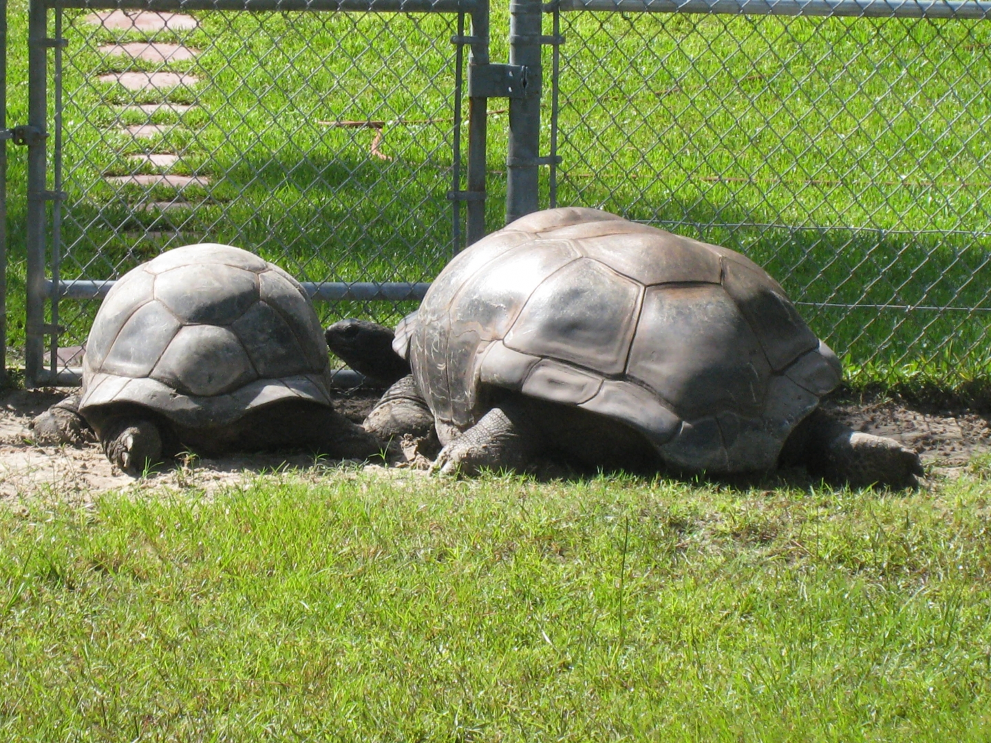 ALDABRA BREEDER