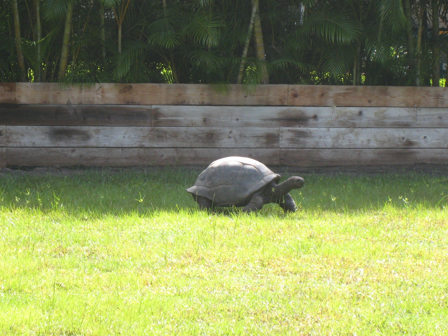 ALDABRA BREEDER