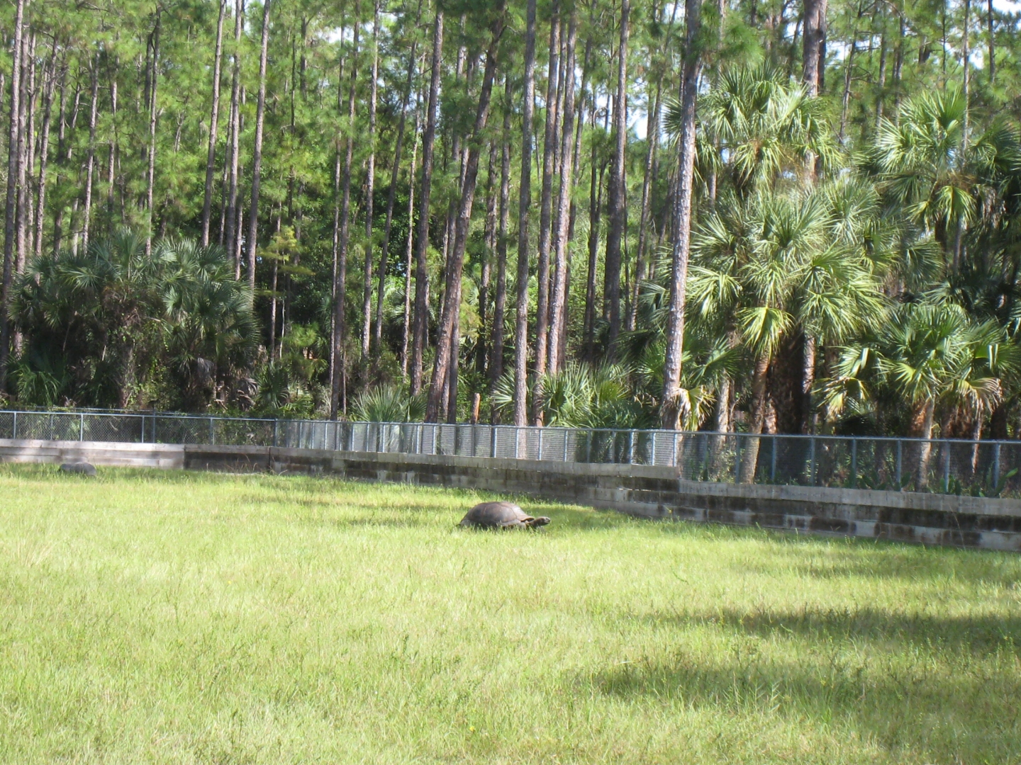 ALDABRA BREEDER