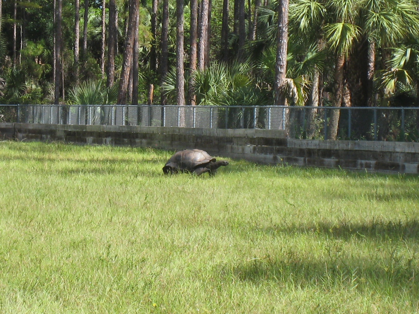 ALDABRA BREEDER
