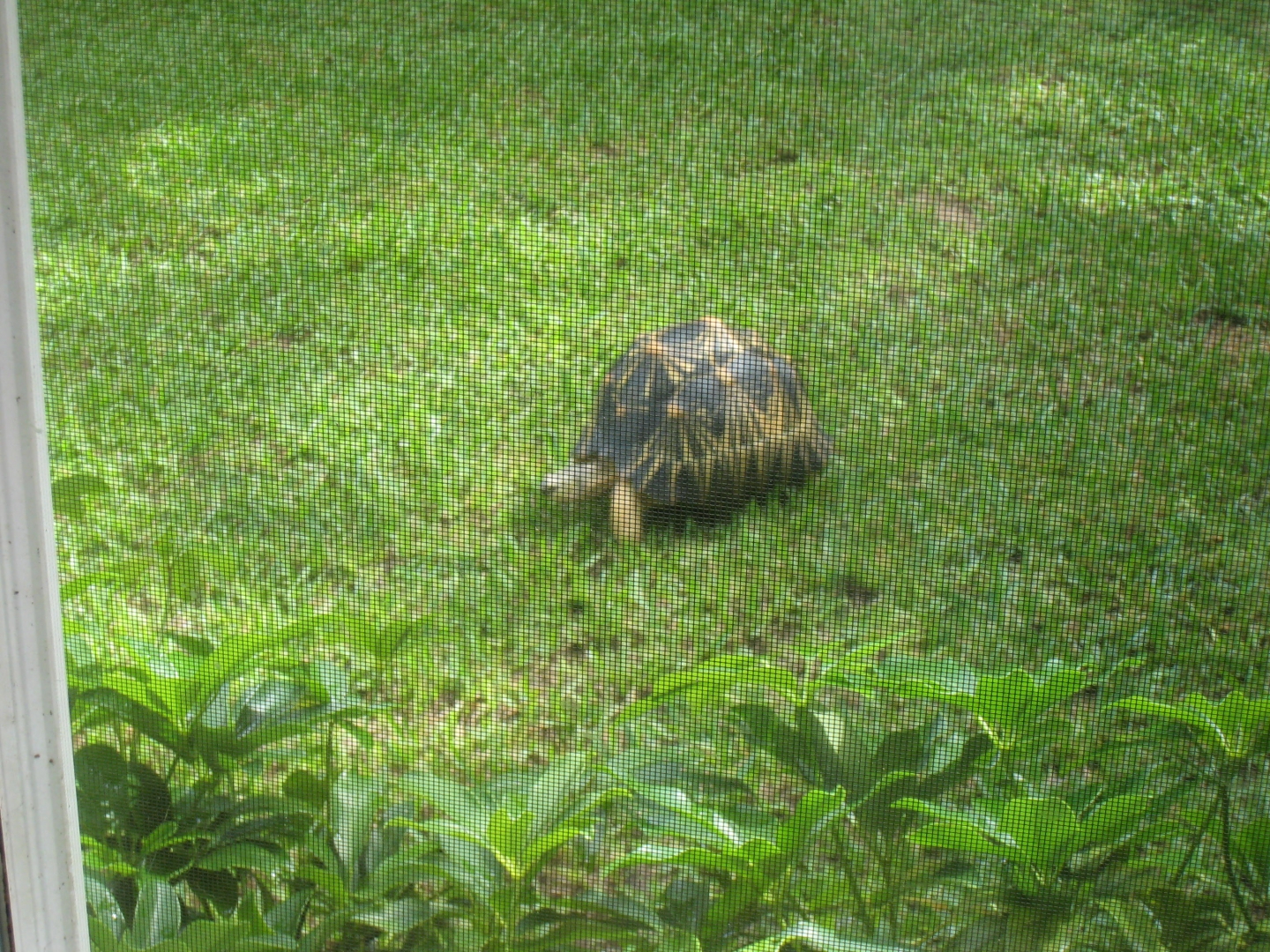 ALDABRA BREEDER