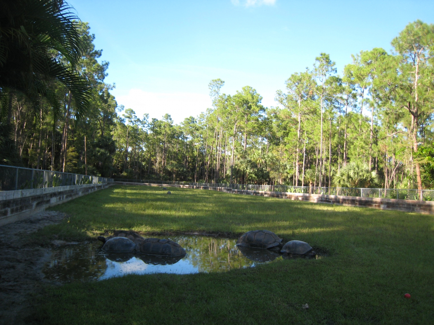 ALDABRA BREEDER