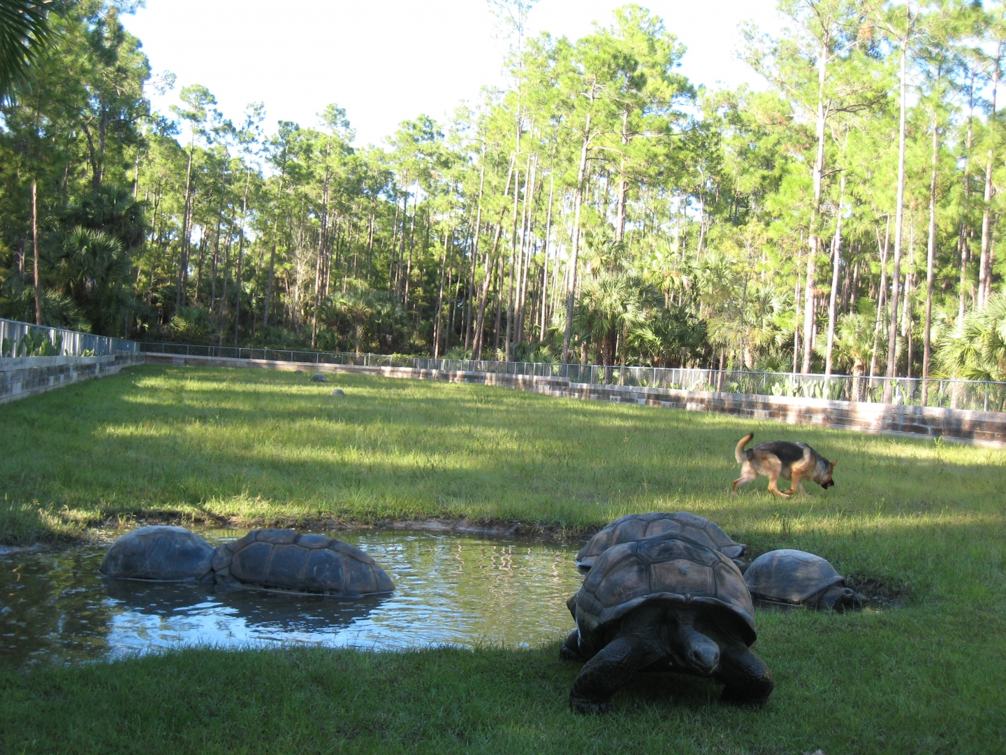 ALDABRA BREEDER