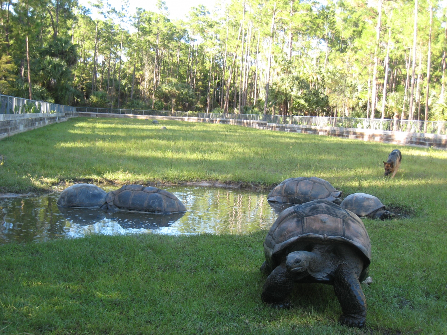 ALDABRA BREEDER