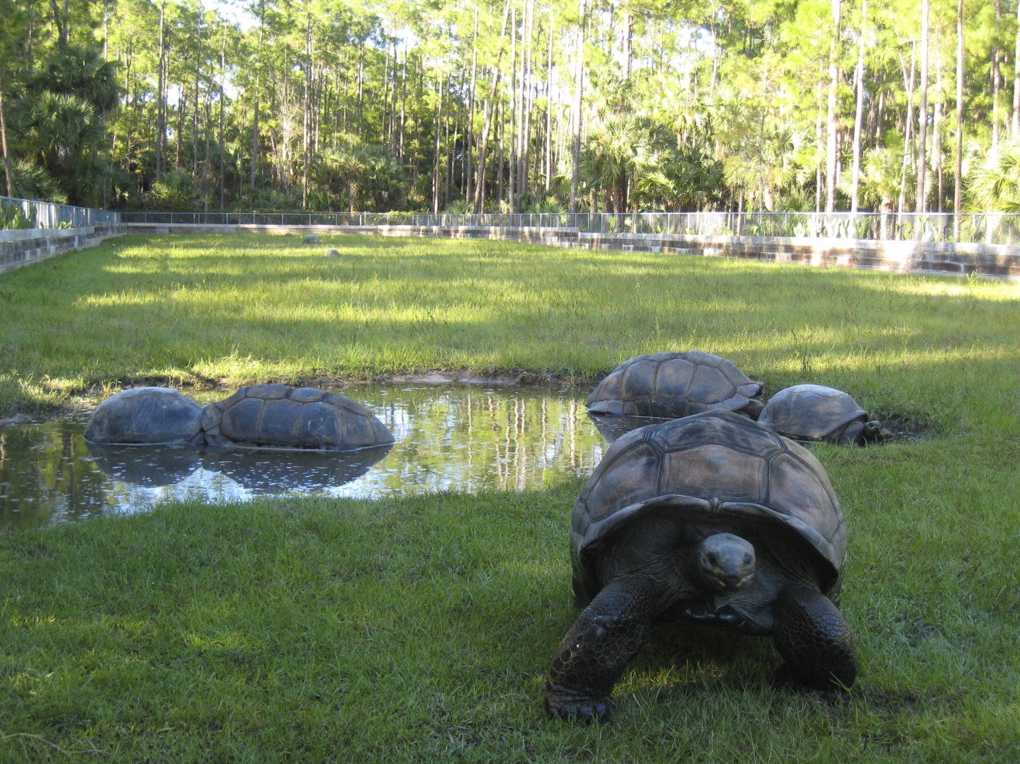 ALDABRA BREEDER