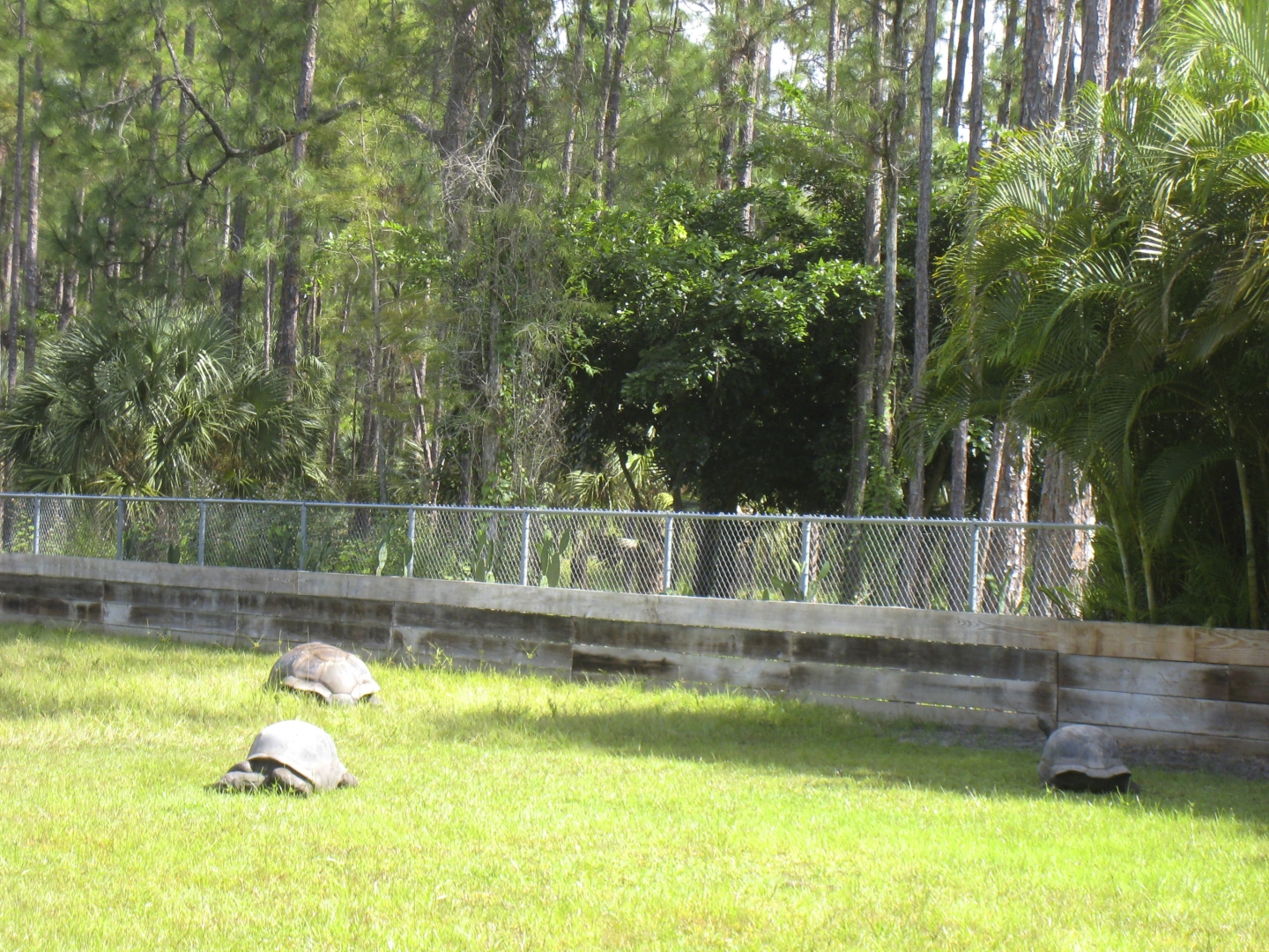 ALDABRA BREEDER