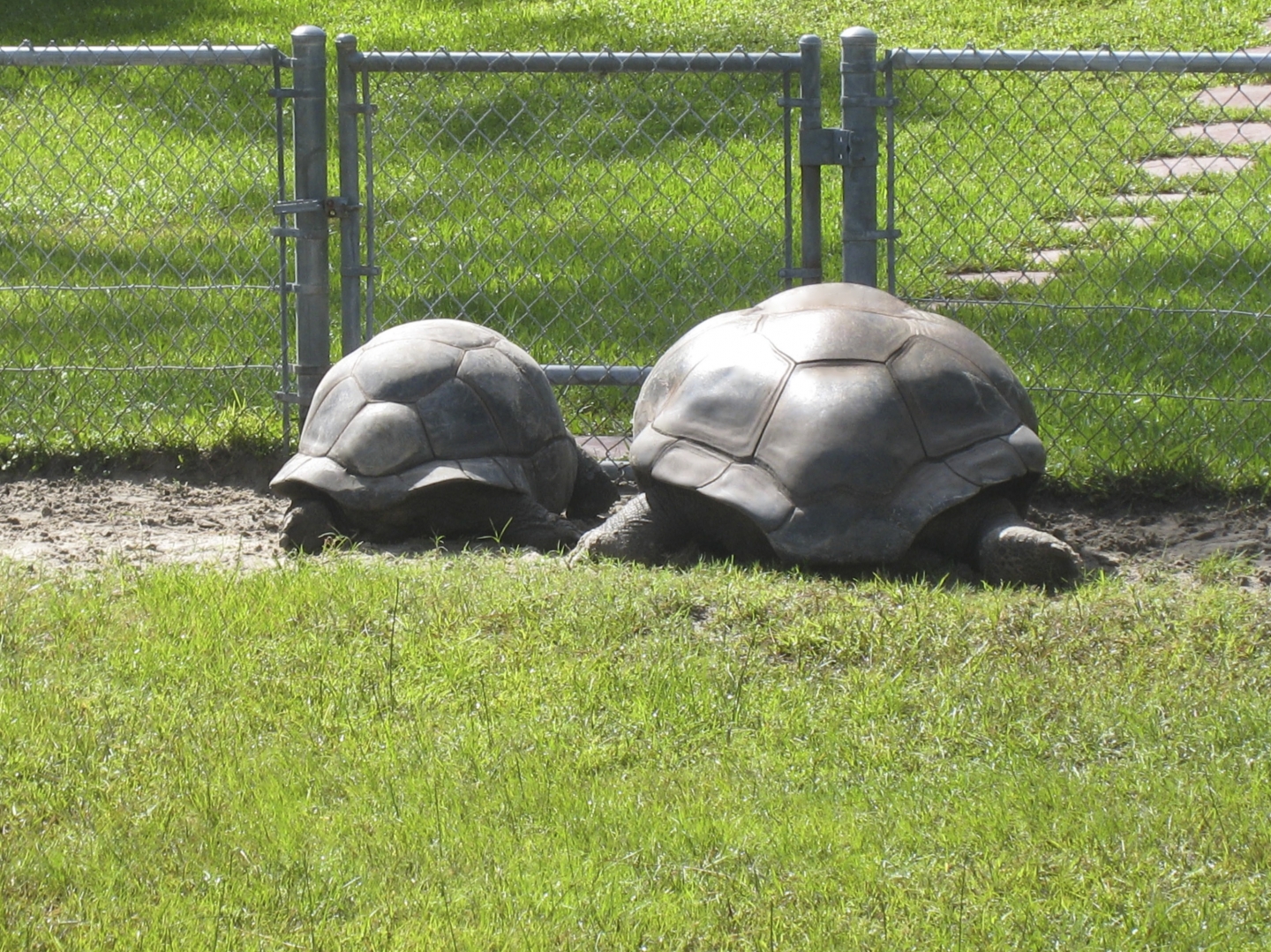 ALDABRA BREEDER