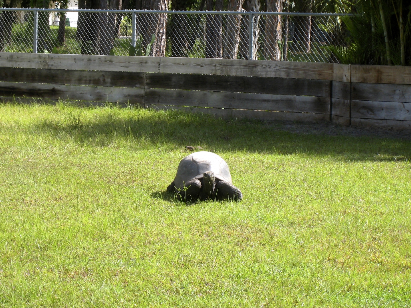ALDABRA BREEDER