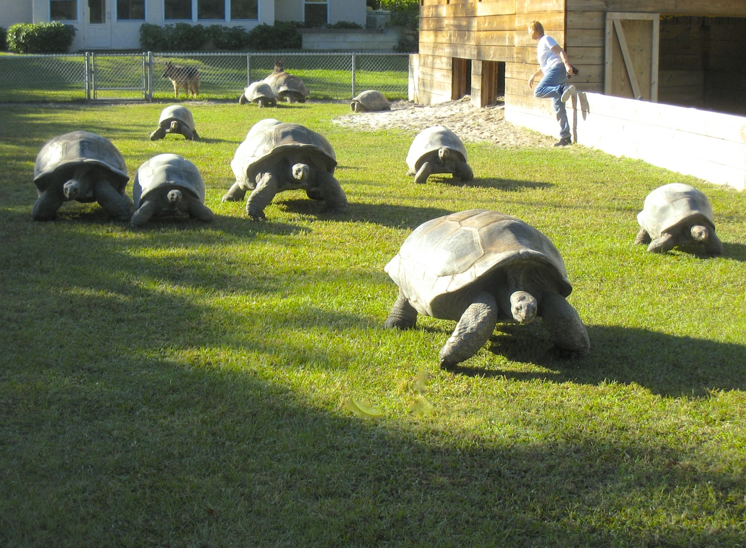 ALDABRA BREEDER