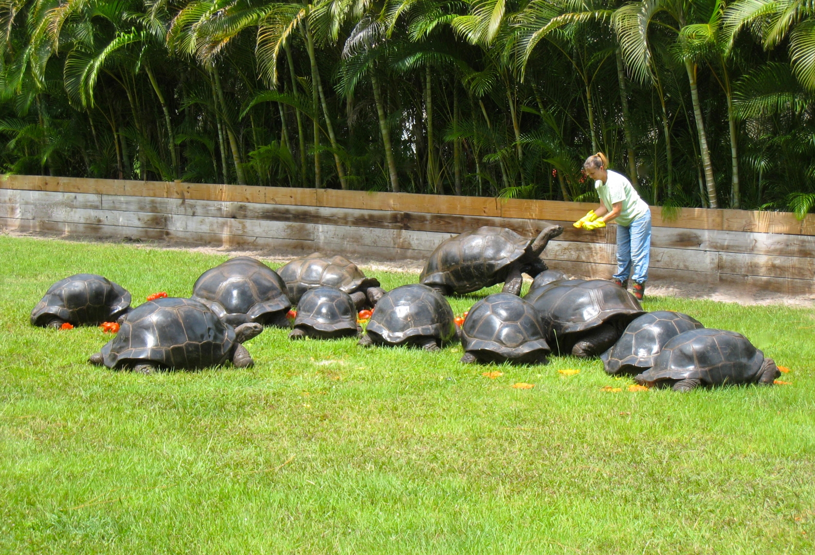 ALDABRA BREEDER
