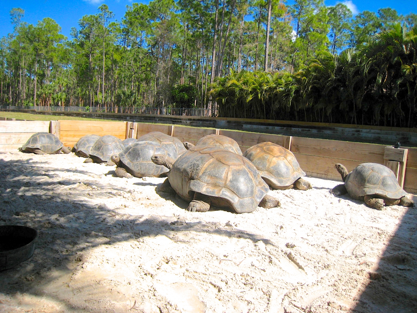 ALDABRA BREEDER