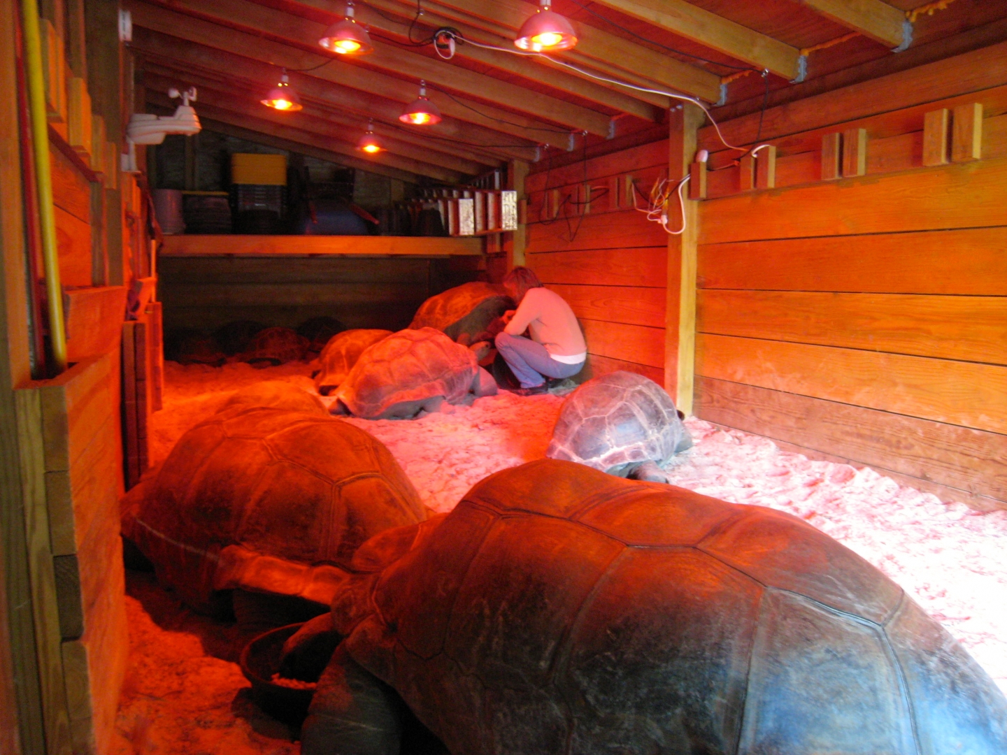 ALDABRA BREEDER