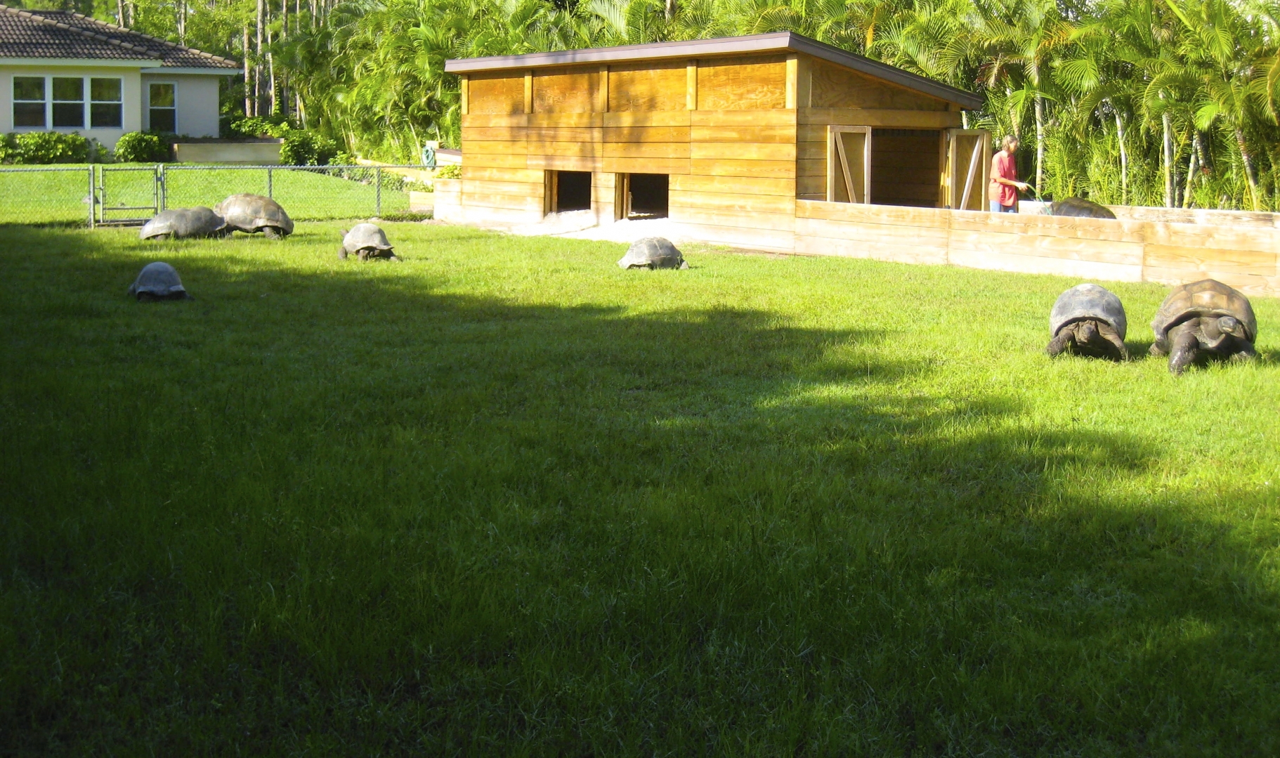 ALDABRA BREEDER