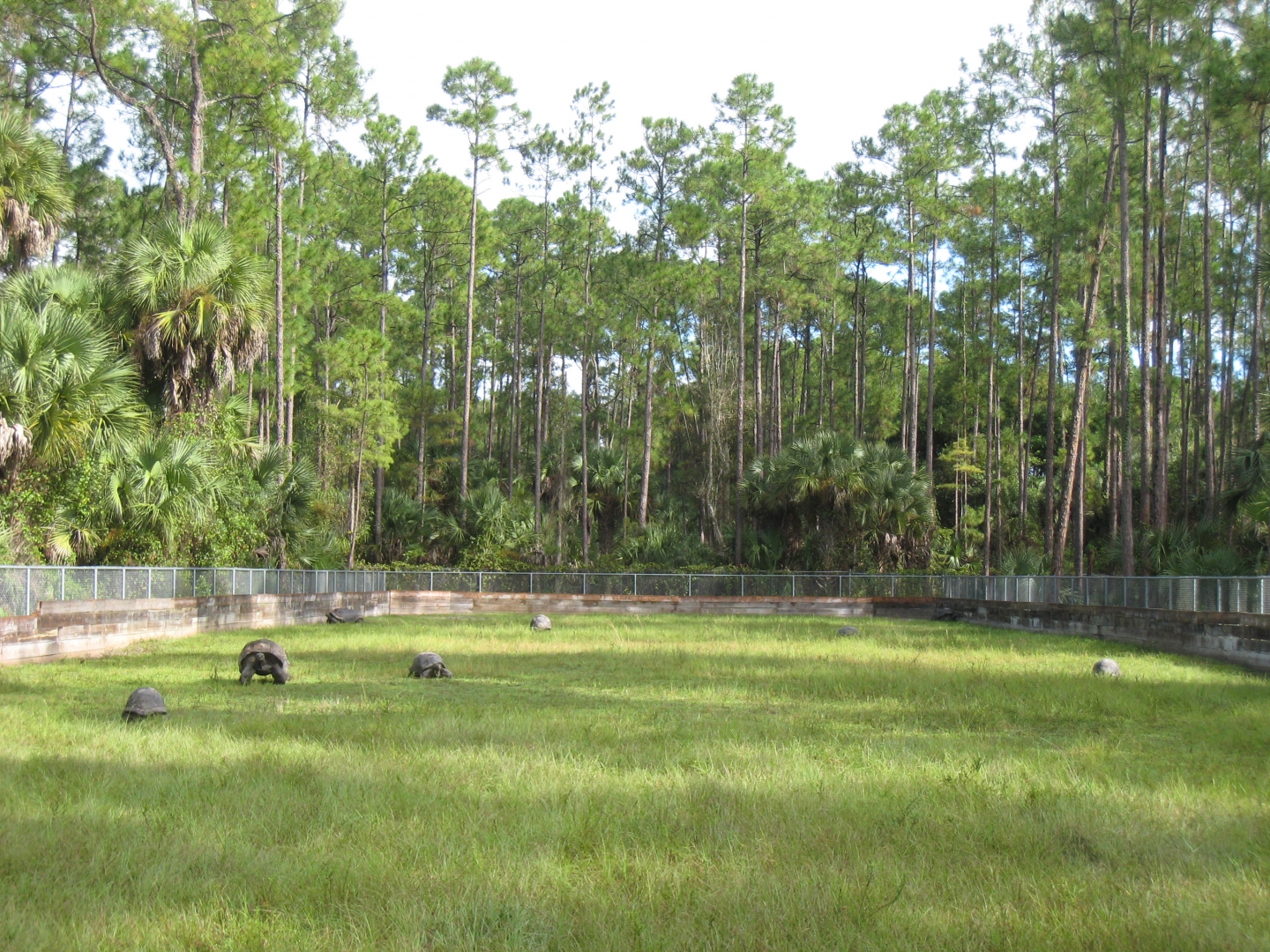 ALDABRA BREEDER