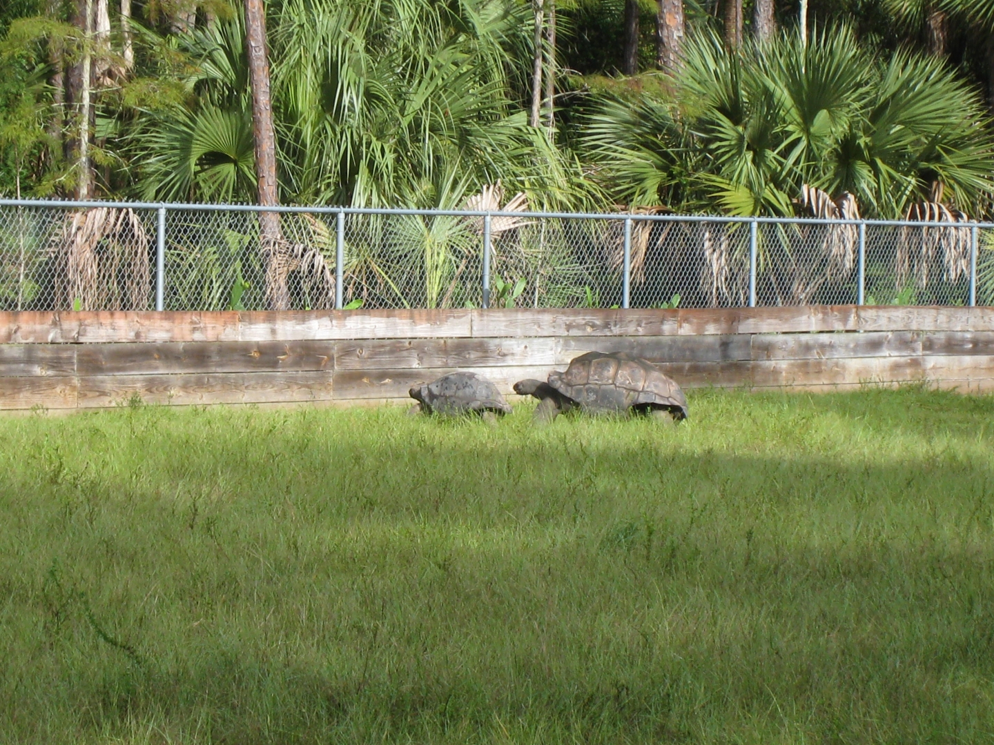 ALDABRA BREEDER