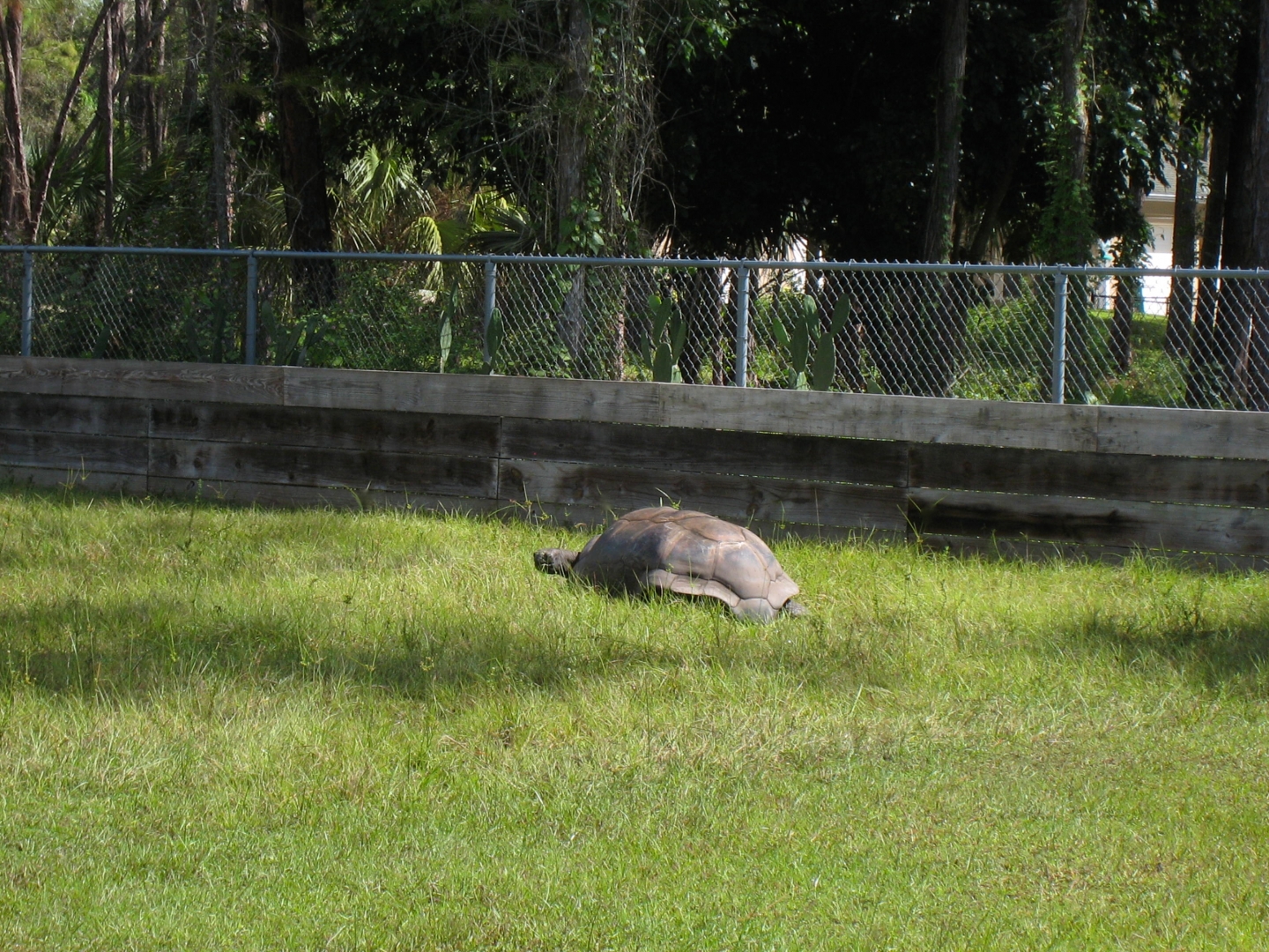 ALDABRA BREEDER