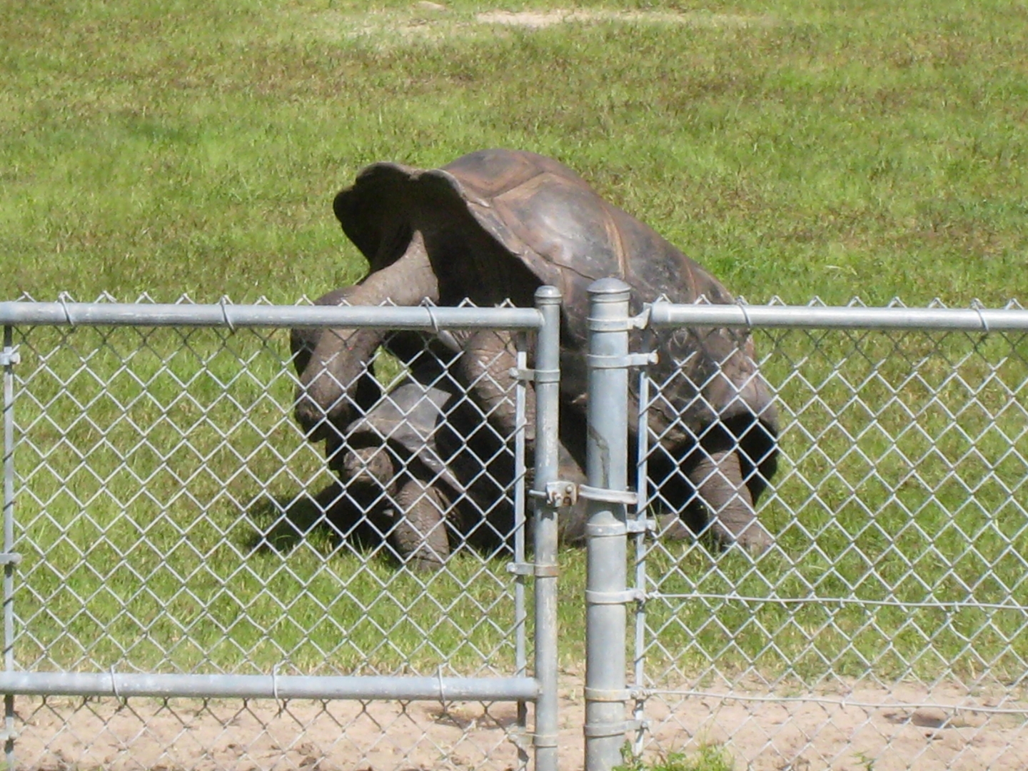 ALDABRA BREEDER
