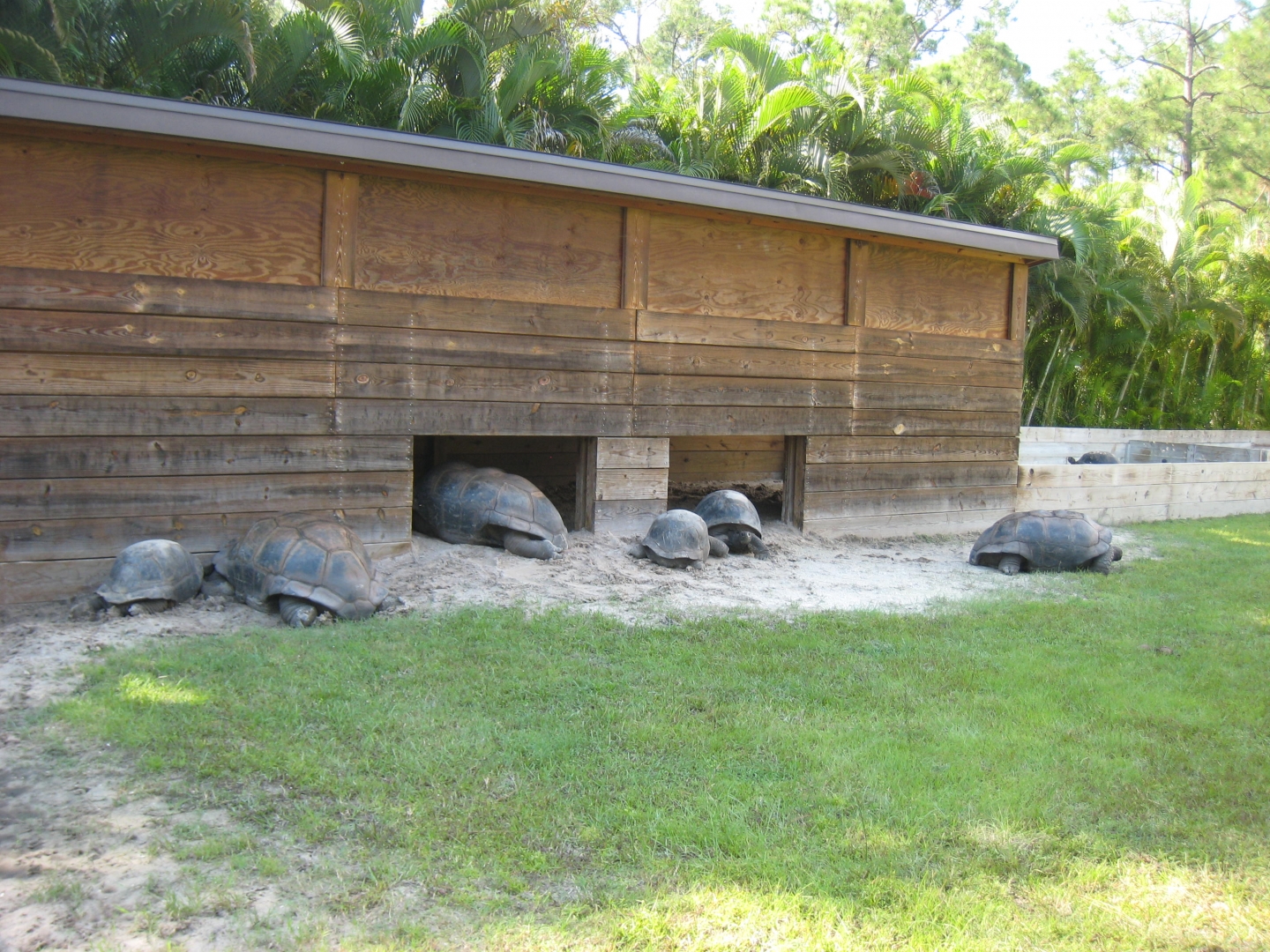 ALDABRA BREEDER