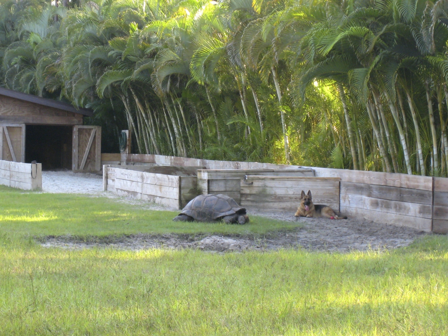 ALDABRA BREEDER