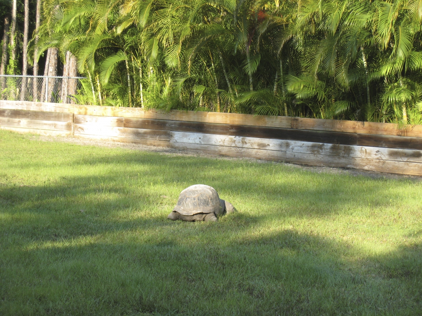 ALDABRA BREEDER