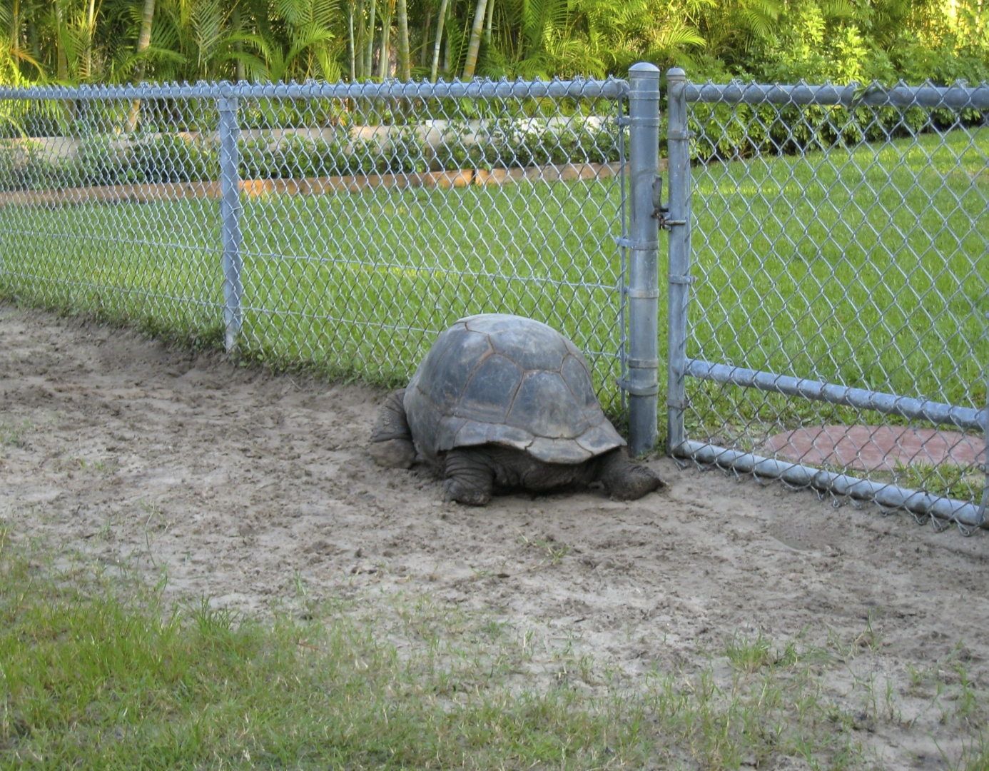 ALDABRA BREEDER