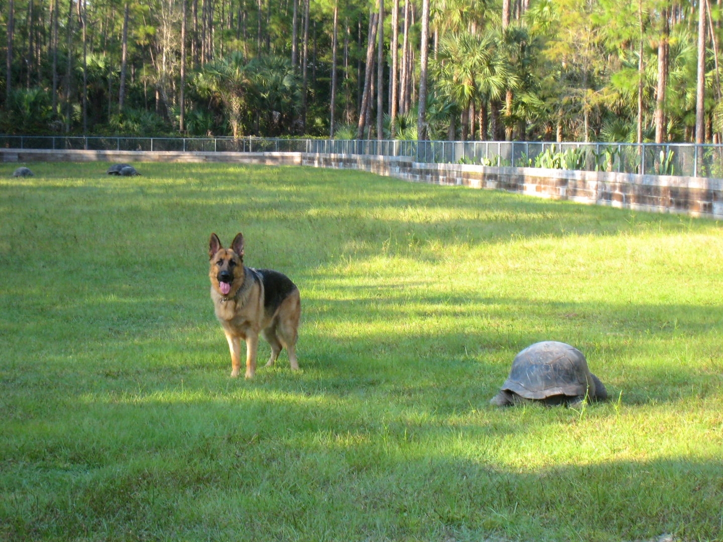 ALDABRA BREEDER