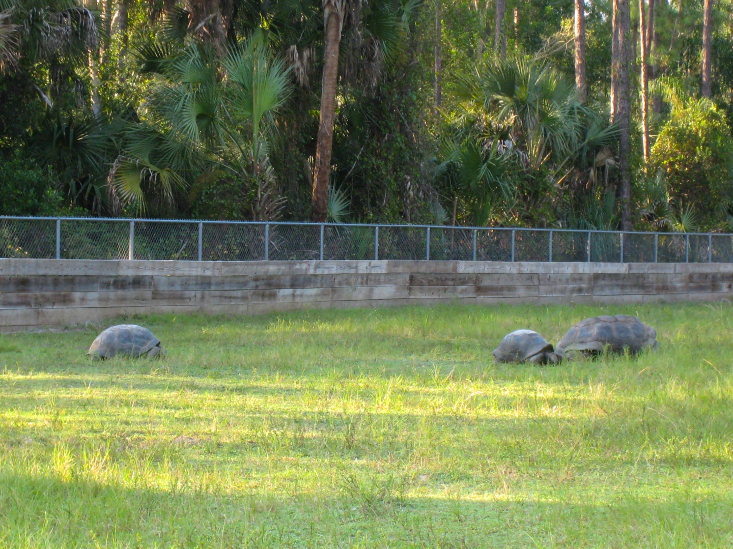 ALDABRA BREEDER