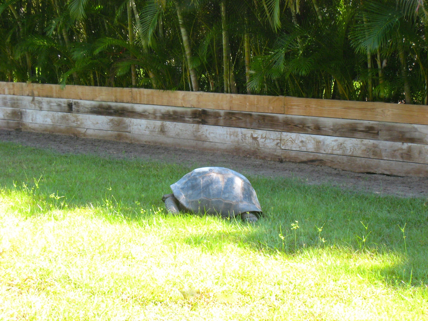 ALDABRA BREEDER