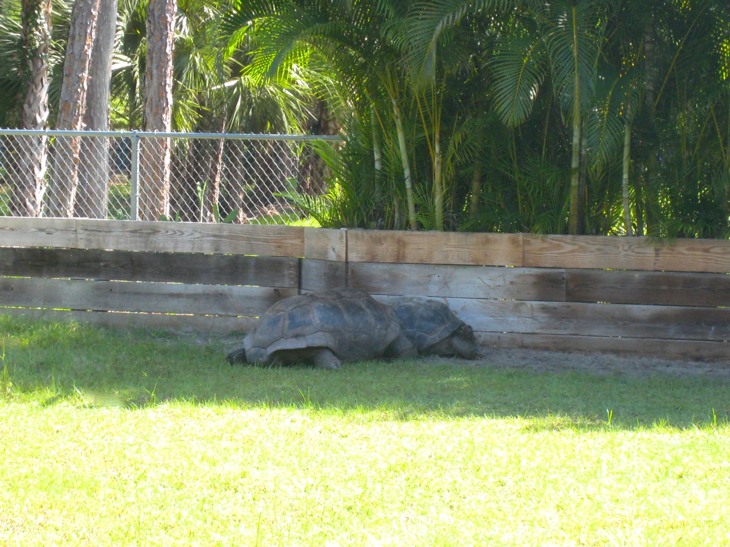 ALDABRA BREEDER
