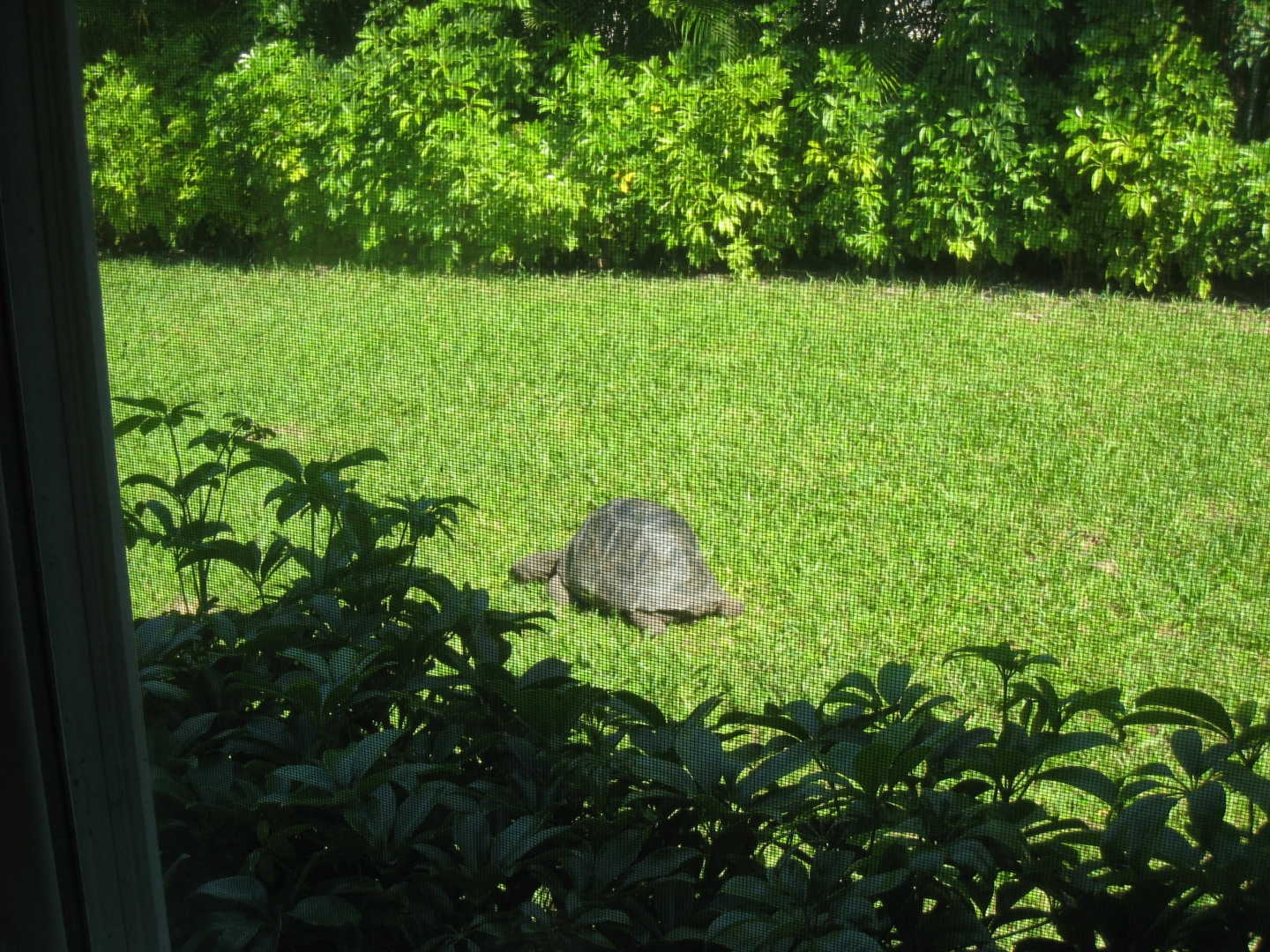 ALDABRA BREEDER