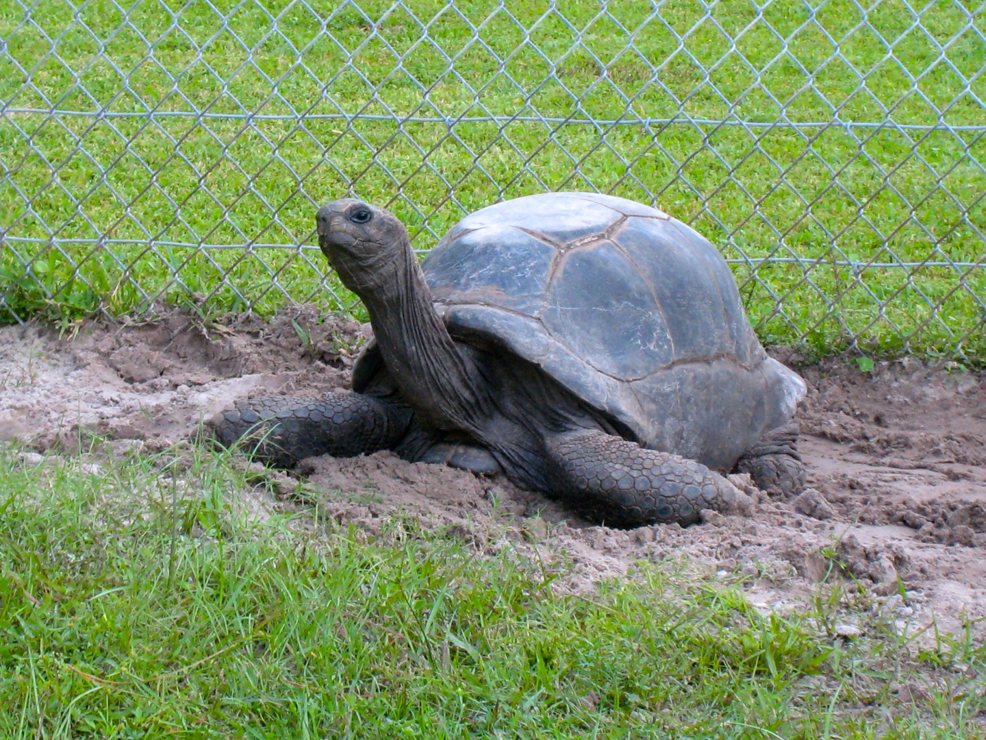 ALDABRA BREEDER
