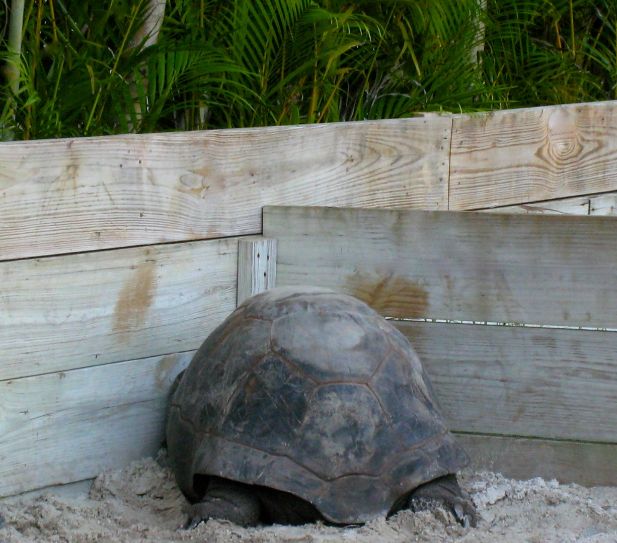 ALDABRA BREEDER