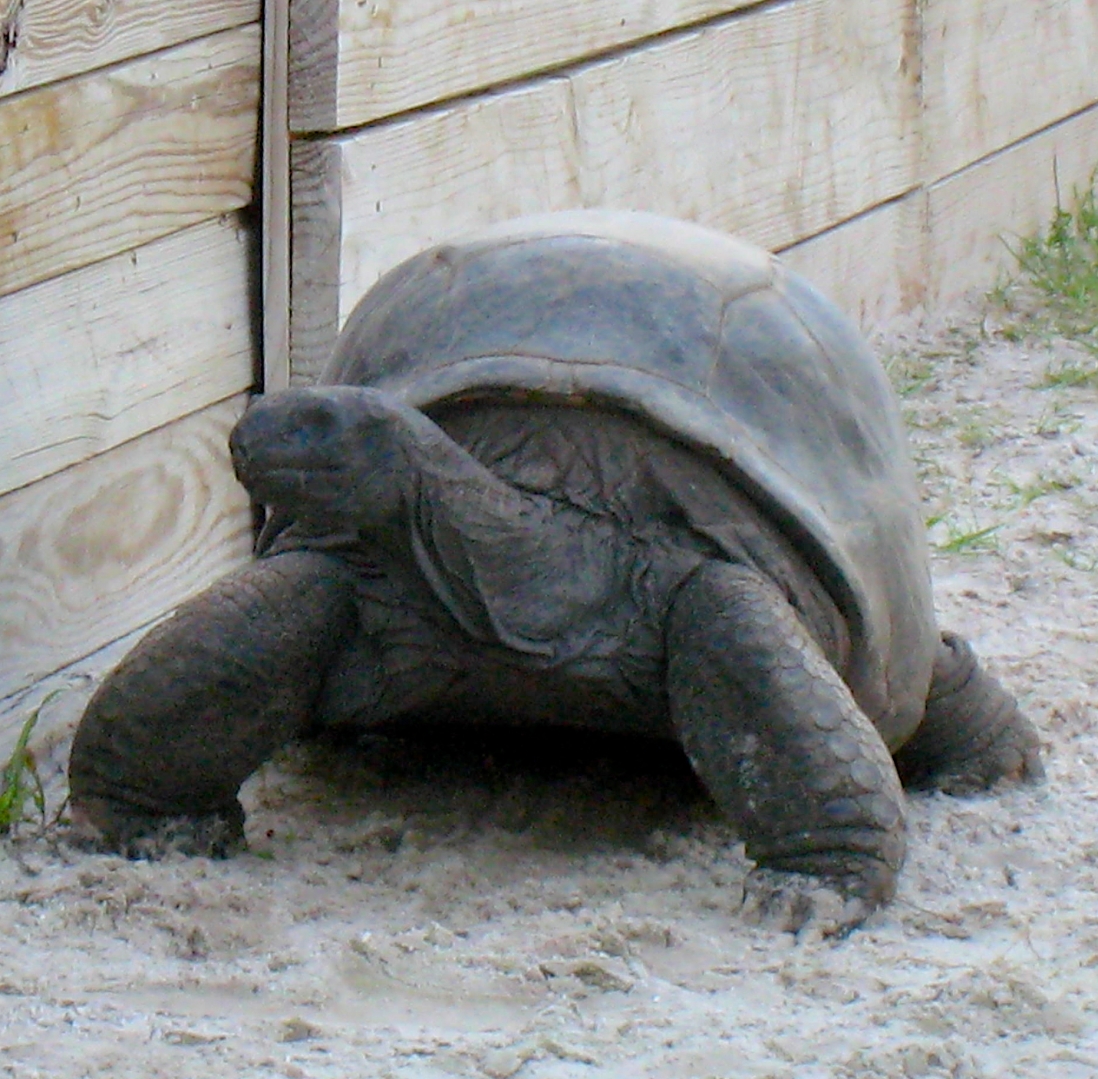 ALDABRA BREEDER