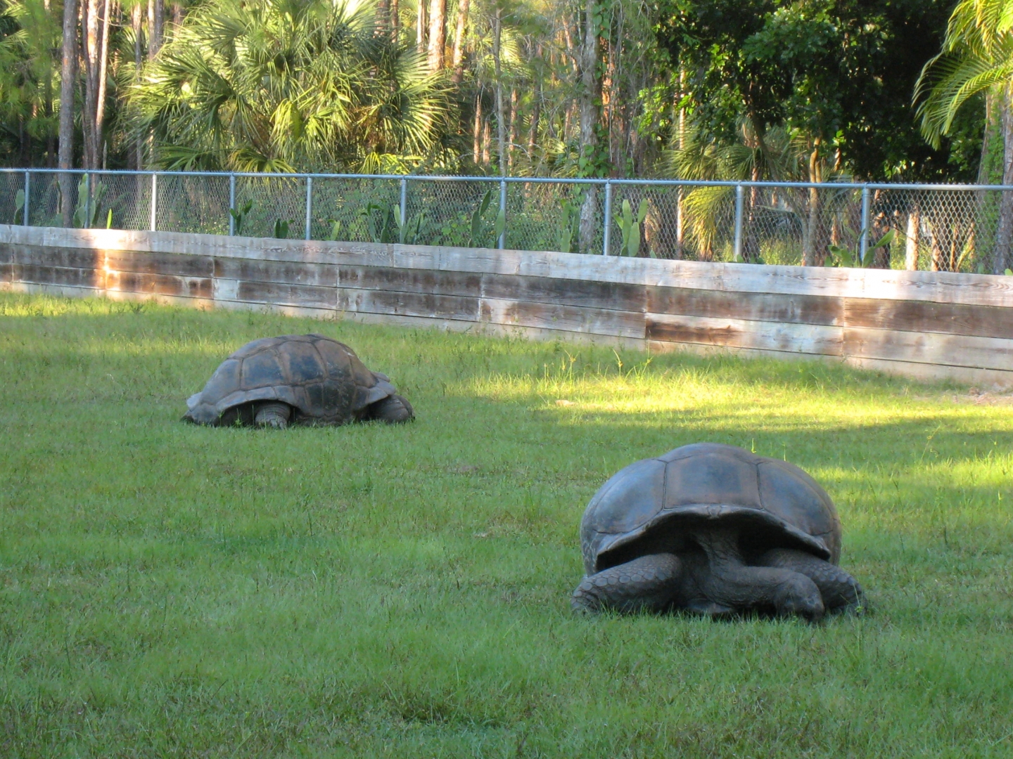 ALDABRA BREEDER