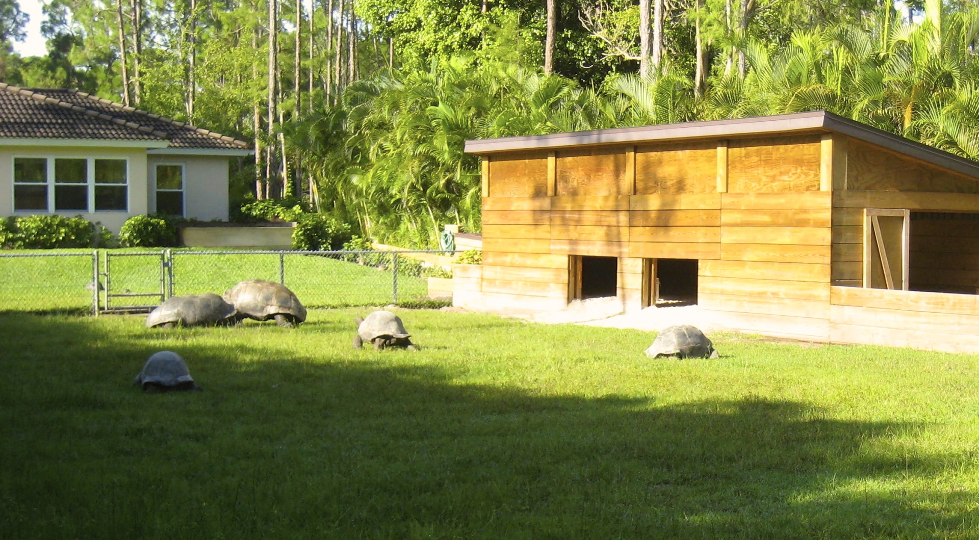 ALDABRA BREEDER