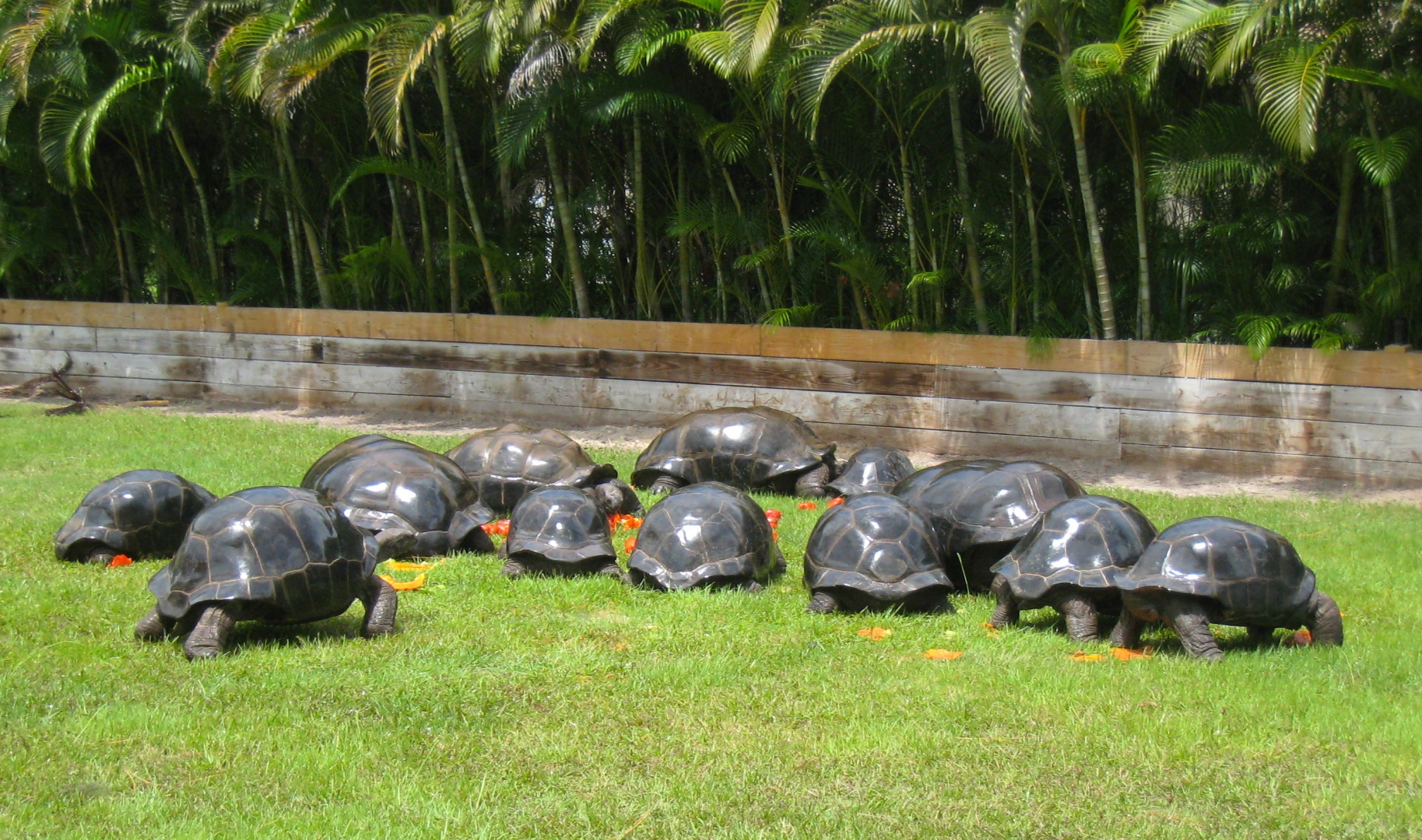 ALDABRA BREEDER