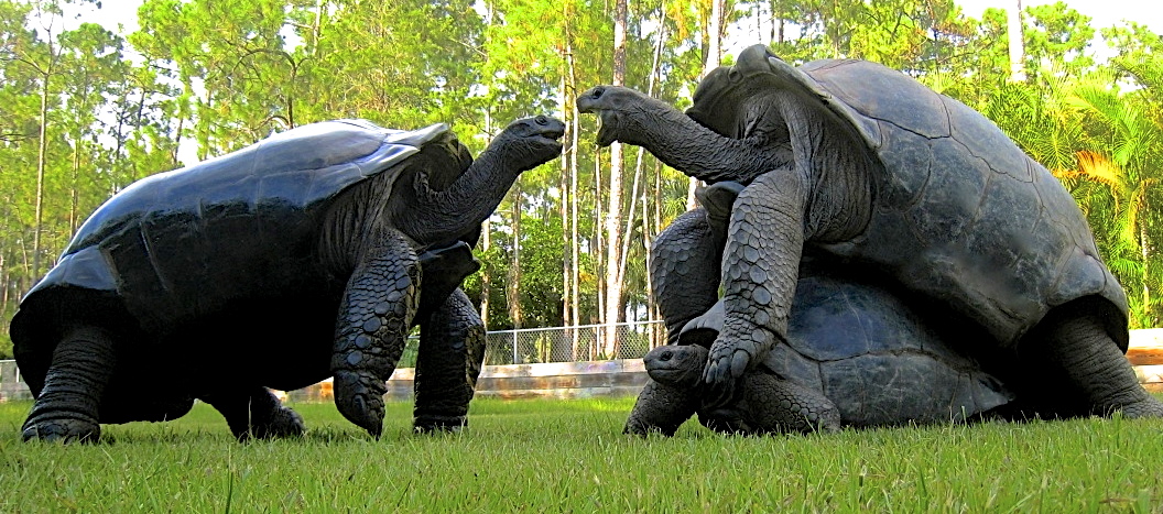 ALDABRA BREEDER