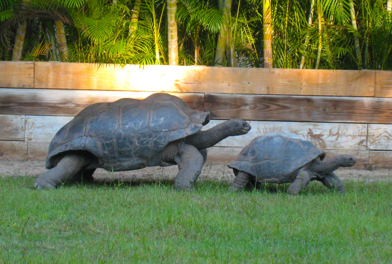 ALDABRA BREEDER