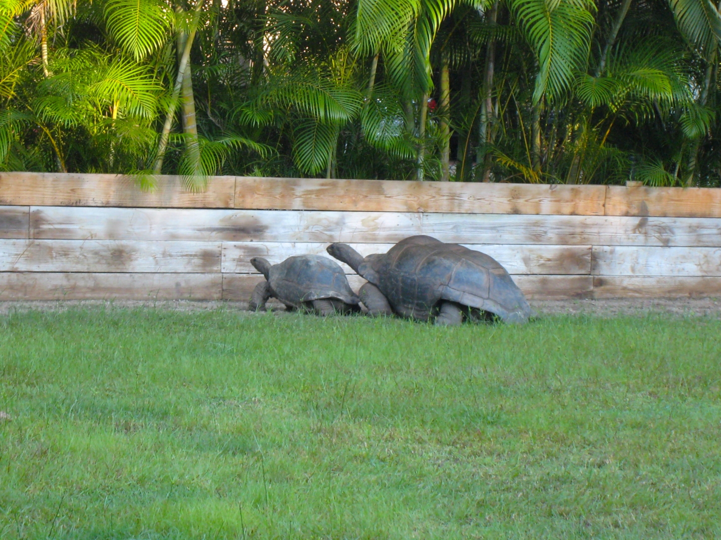 ALDABRA BREEDER