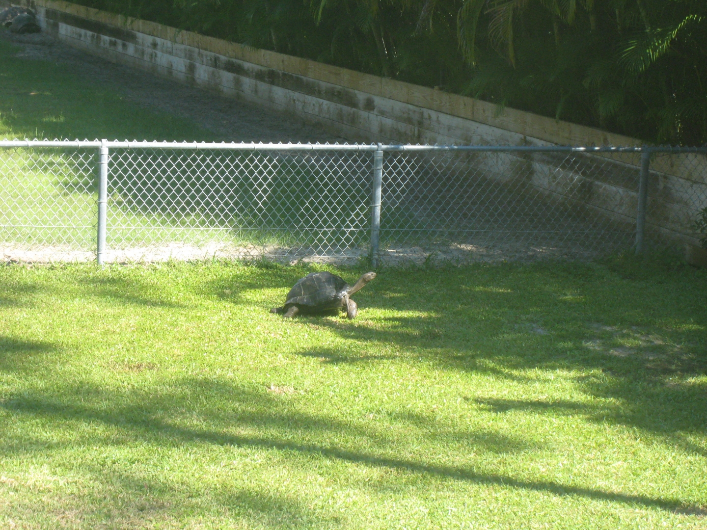 ALDABRA BREEDER