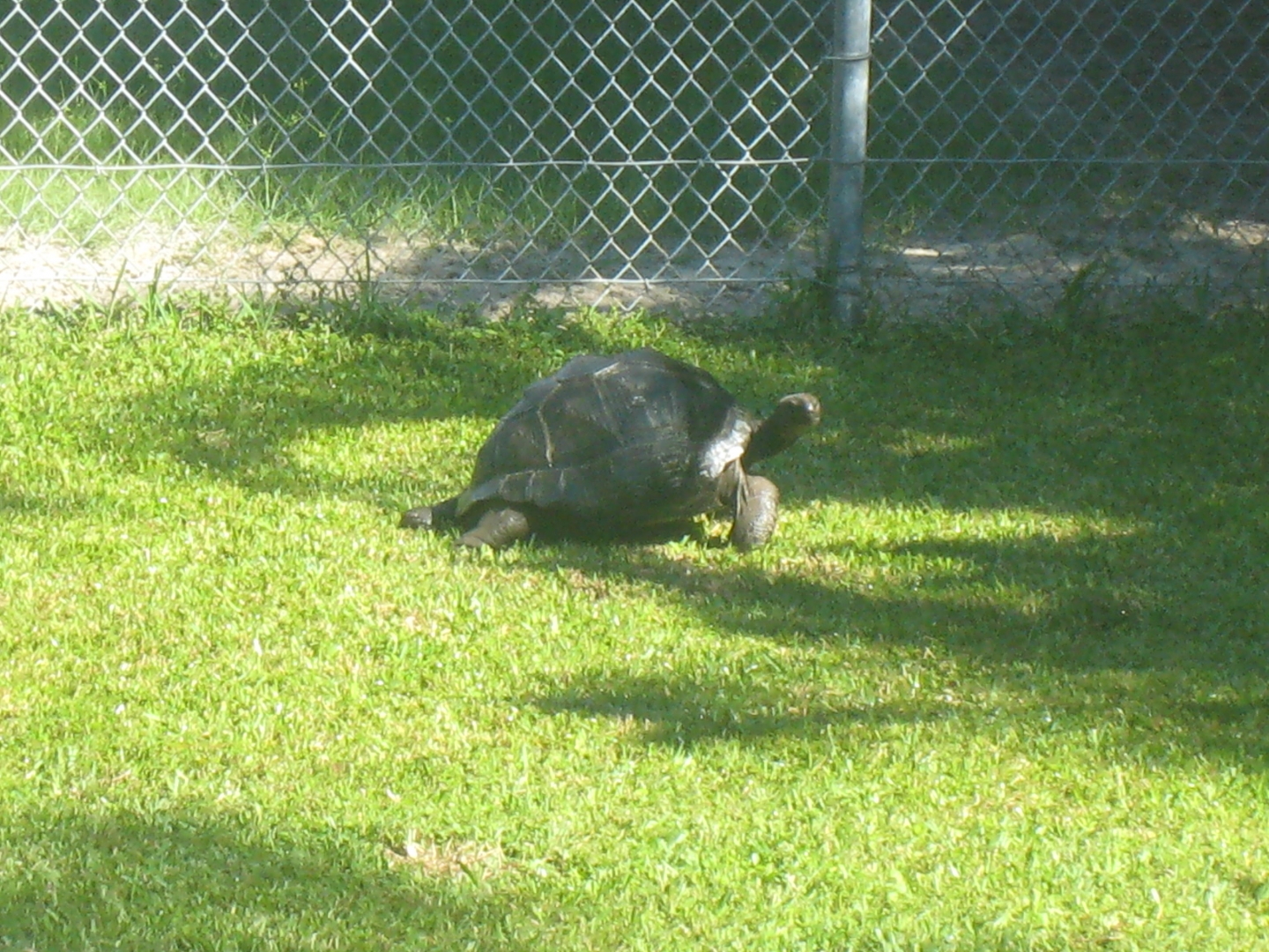 ALDABRA BREEDER
