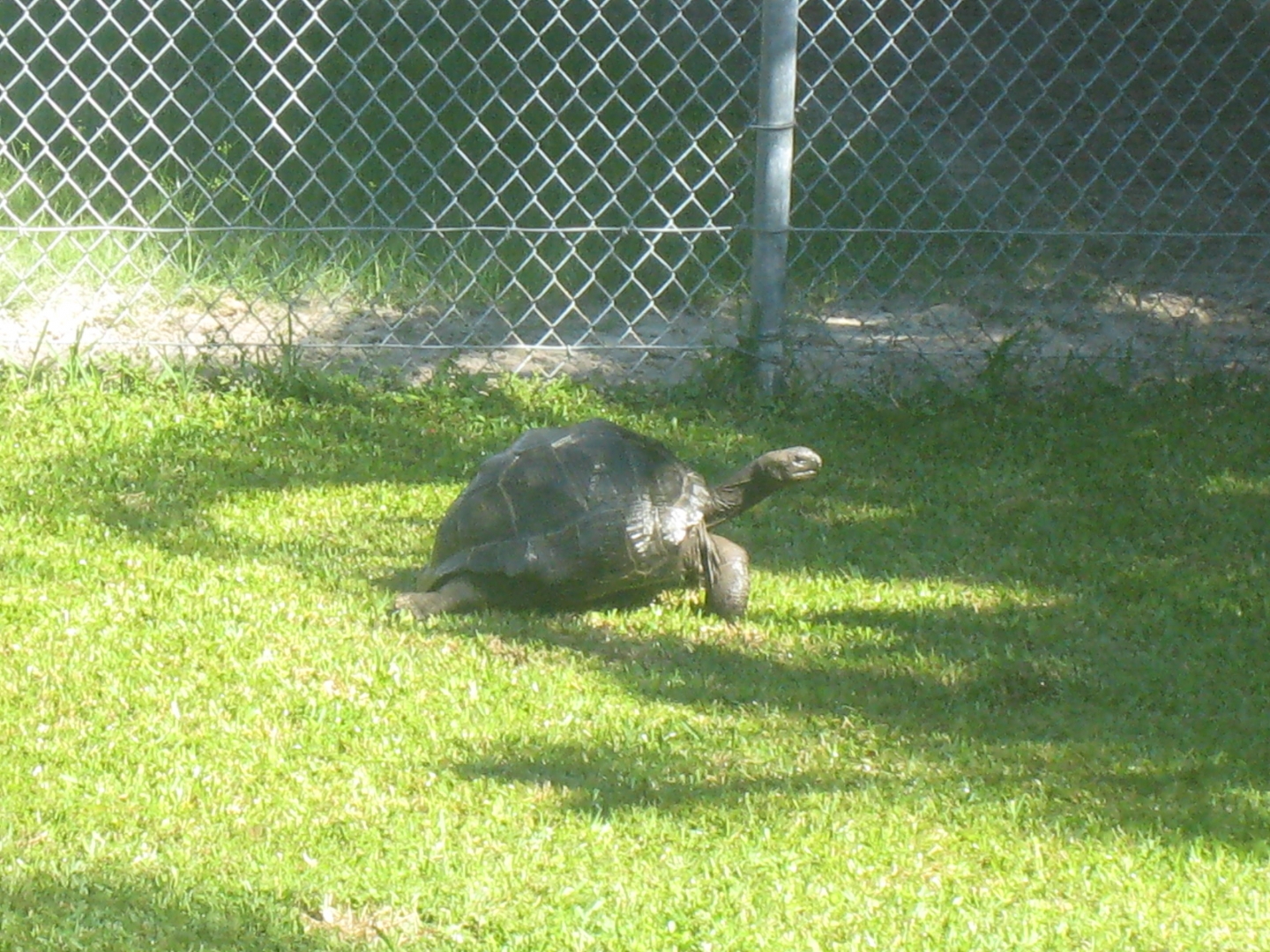 ALDABRA BREEDER