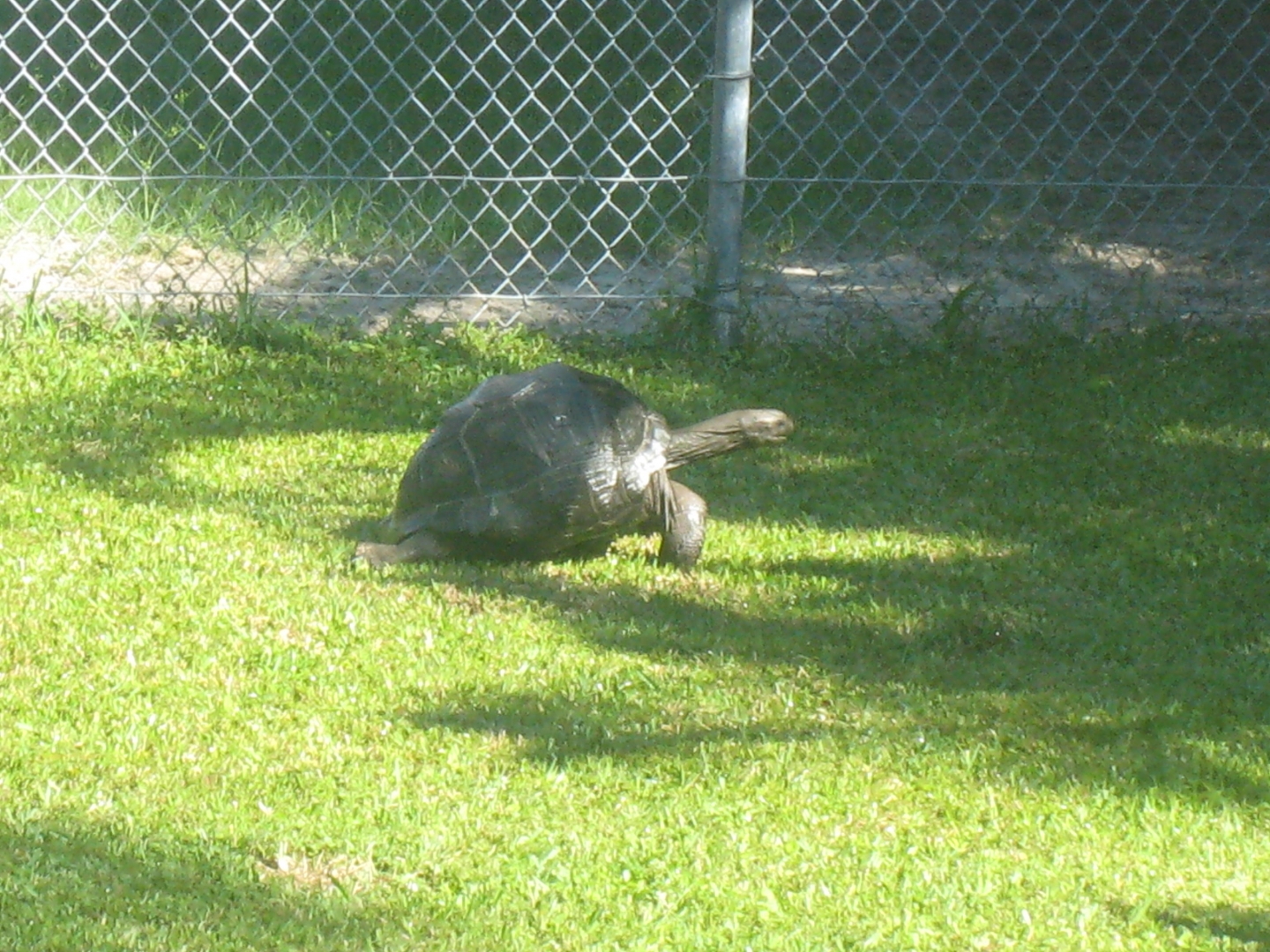 ALDABRA BREEDER